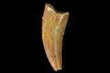 Serrated, Raptor Tooth - Real Dinosaur Tooth #152480-1
